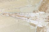 Cretaceous Ray (Rhombopterygia) - Lebanon #163539-1